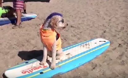 A surfer dog.