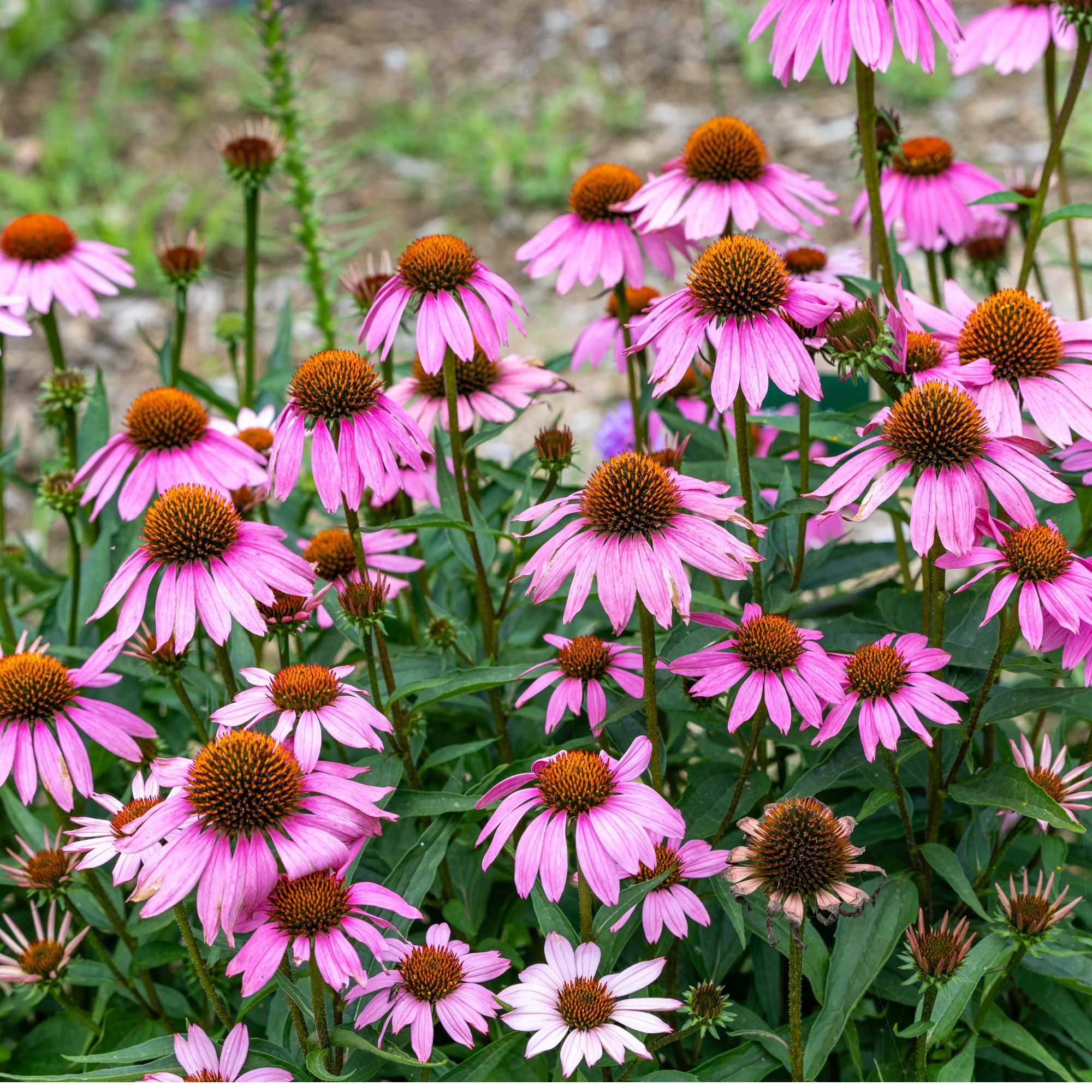 purple perennial echinacea