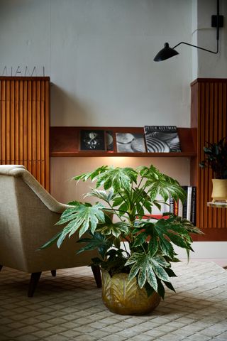 a fatsia plant in a modern home