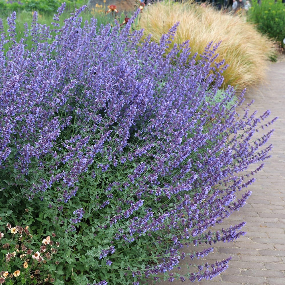 Nepeta Racemosa 'walker's Low'