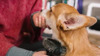 dog being restrained for grooming