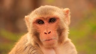 close up of the face of a Rhesus macaque (Macaca mulatta) pictured outside 