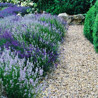 garden with pebbles and lavender