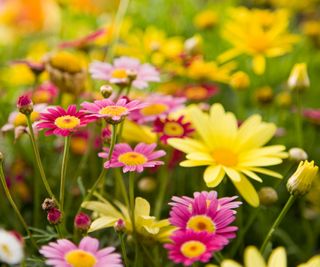 Fiori rosa intenso e fiori giallo oro brillante accostati in un'aiuola, creando un contrasto vivace.