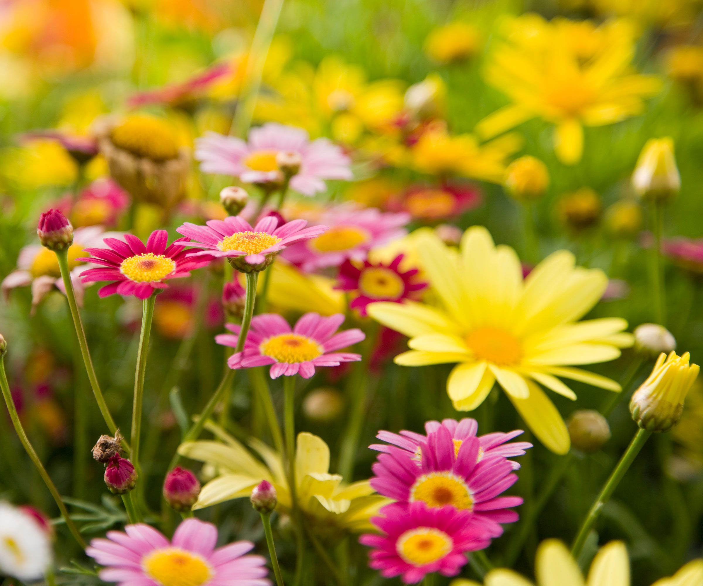 pink and gold and yellow daisies in garden planting
