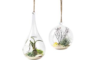 Best hanging terrariums