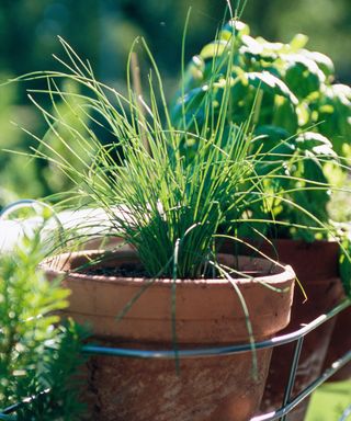 chives growing in terracotta pots with basil in summer herb garden