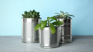 Houseplants in tin cans