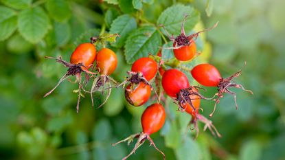 rose hips on a mature rose bush in late summer