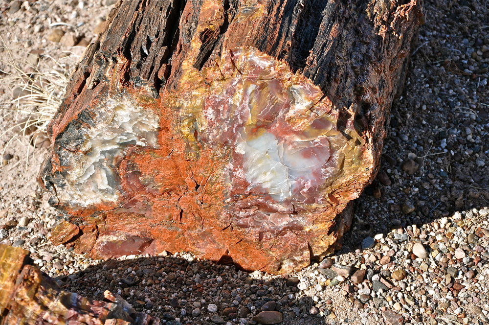 petrified forest national park, fossils