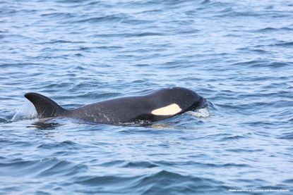 Orca rescue