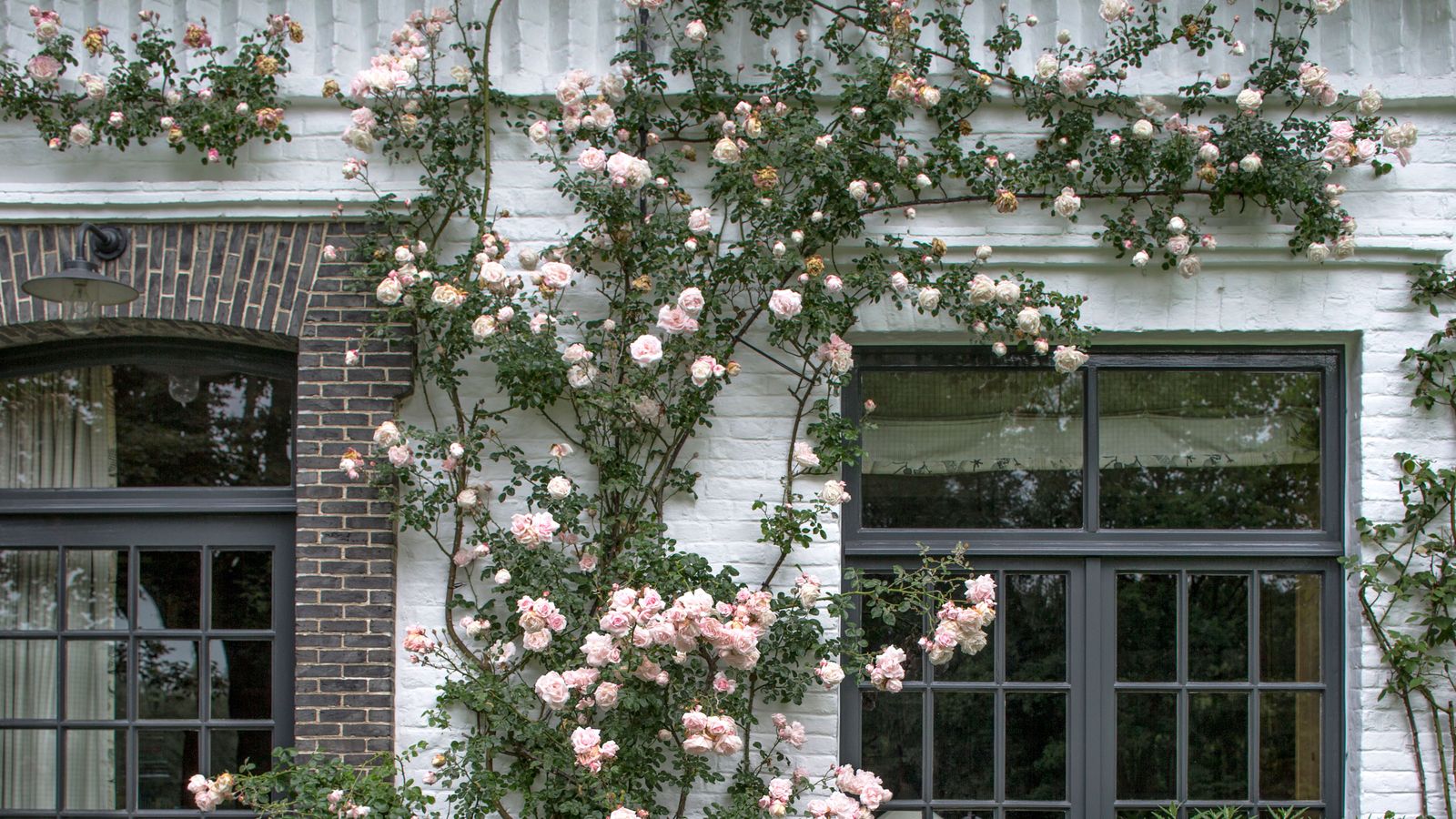 Now is the time to prune rambling roses, says Monty Don Real Homes