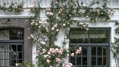 pink rambling roses on an exterior wall