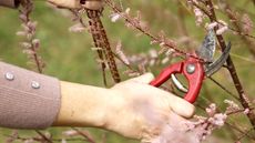 Hand holding red pruning shears clipping a shrub