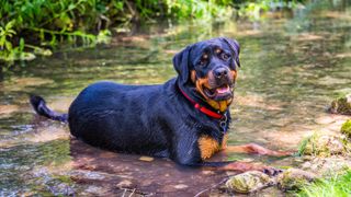 Rottweiler breed profile: Rottweiler lying in a stream