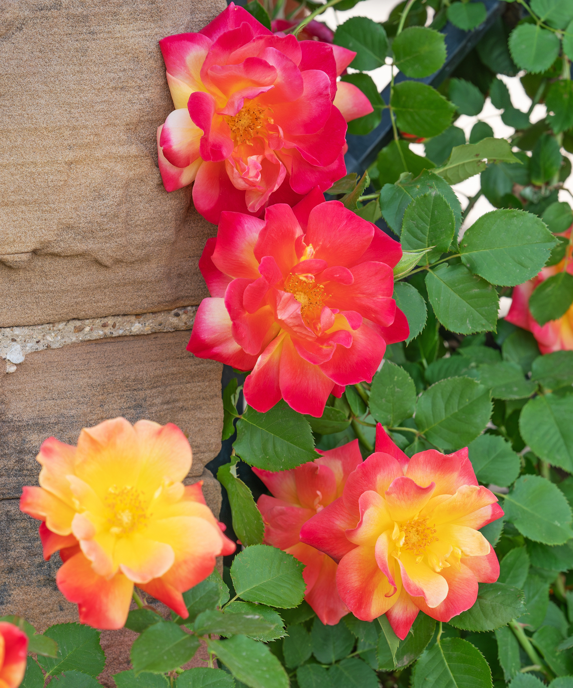 Joseph's Coat climbing rose