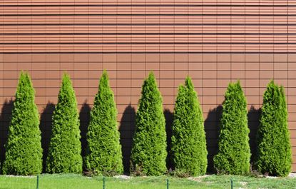 Row of green thujas on pink wall