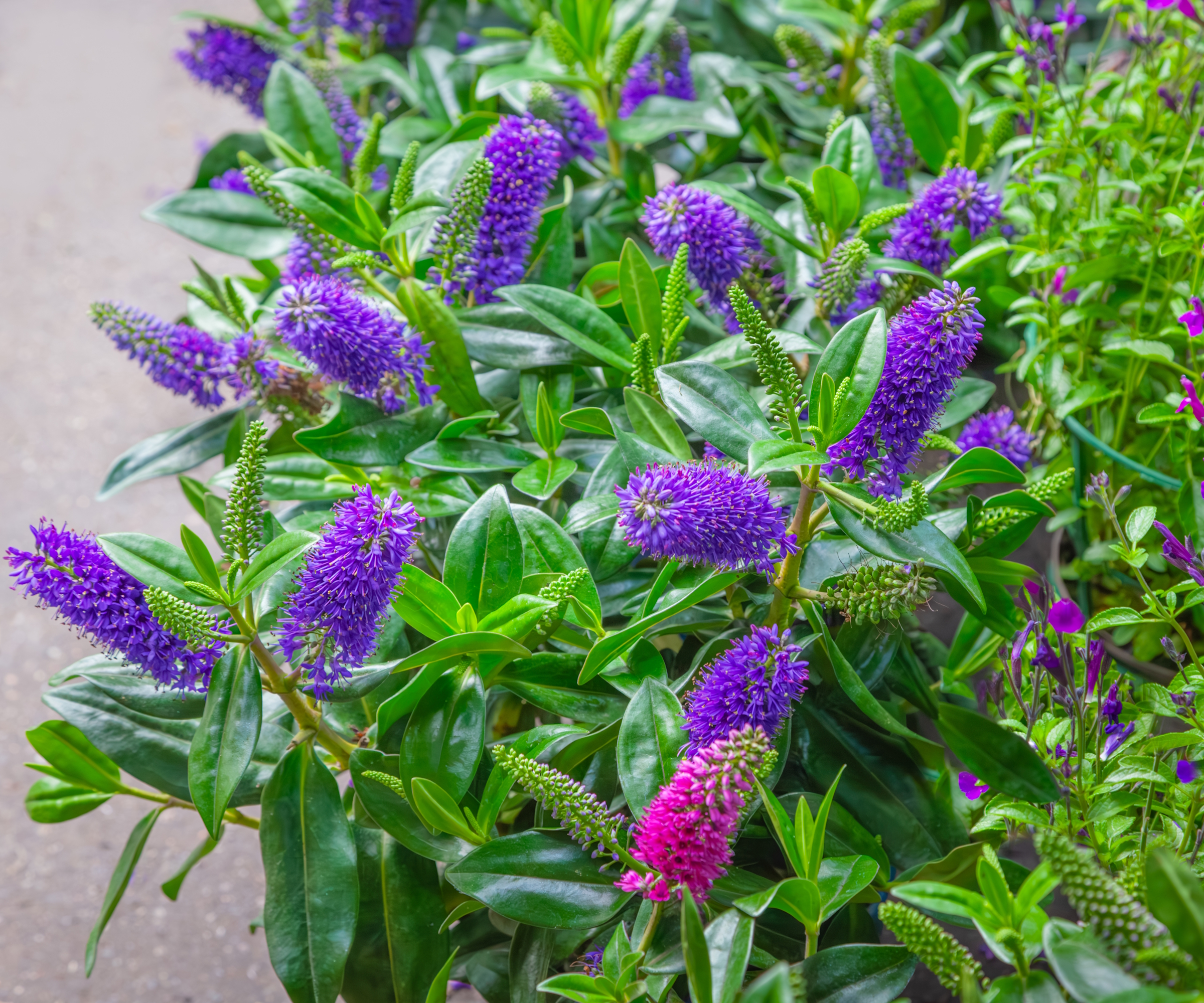 A hebe shrub covered in purple flowers in a garden border