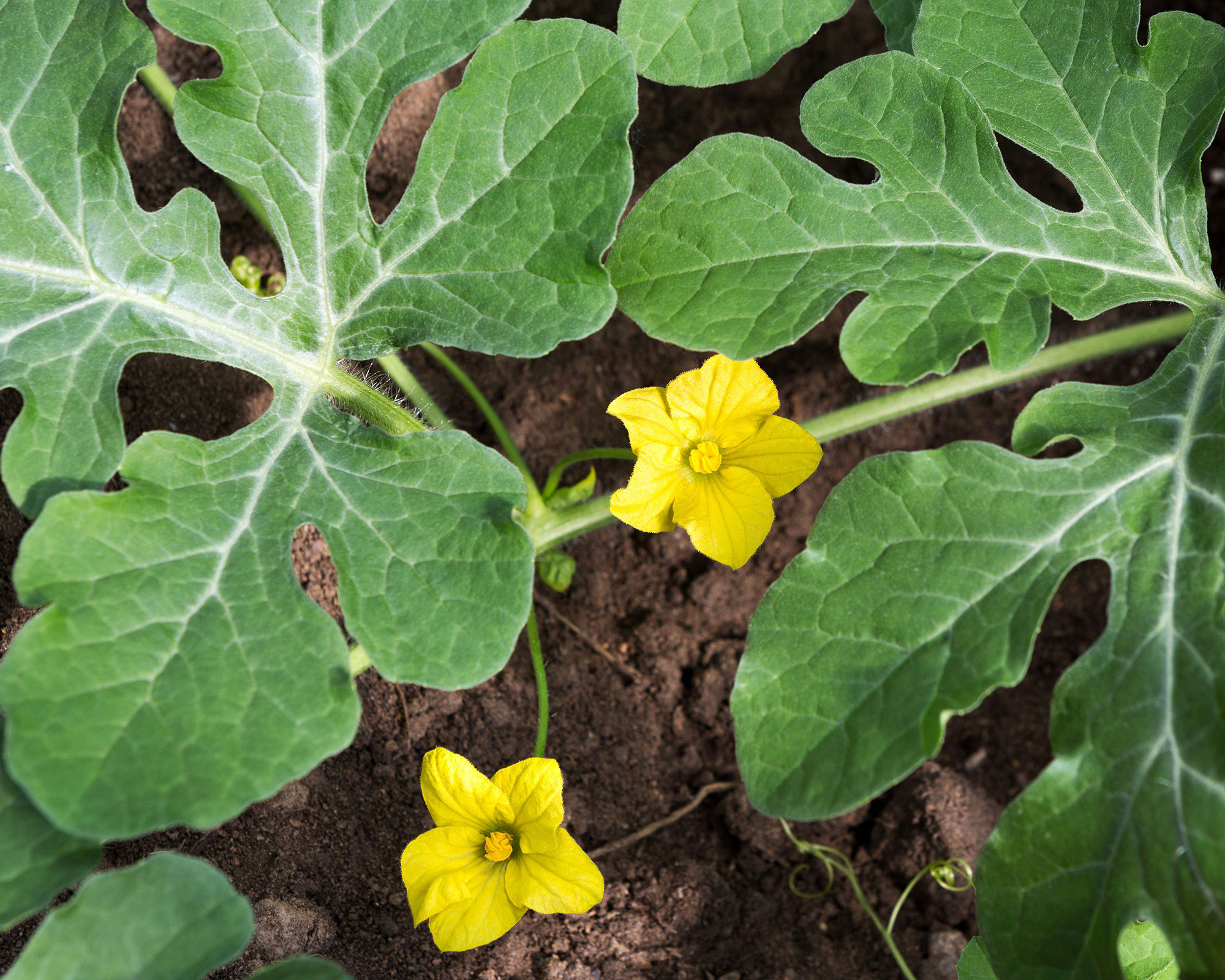 watermelon growing in the ground