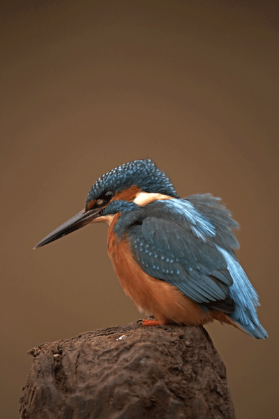 kingfisher.gif