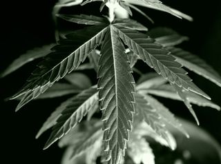 mind & body, mind, health, marijuana genome, hemp genome, differences between marijuana and hemp, Cannabidiolic acid, tetrahydrocannabinolic acid, thc, psychoactive chemicals, marijuana high, hemp domestication process, marijuana selective breeding pressu