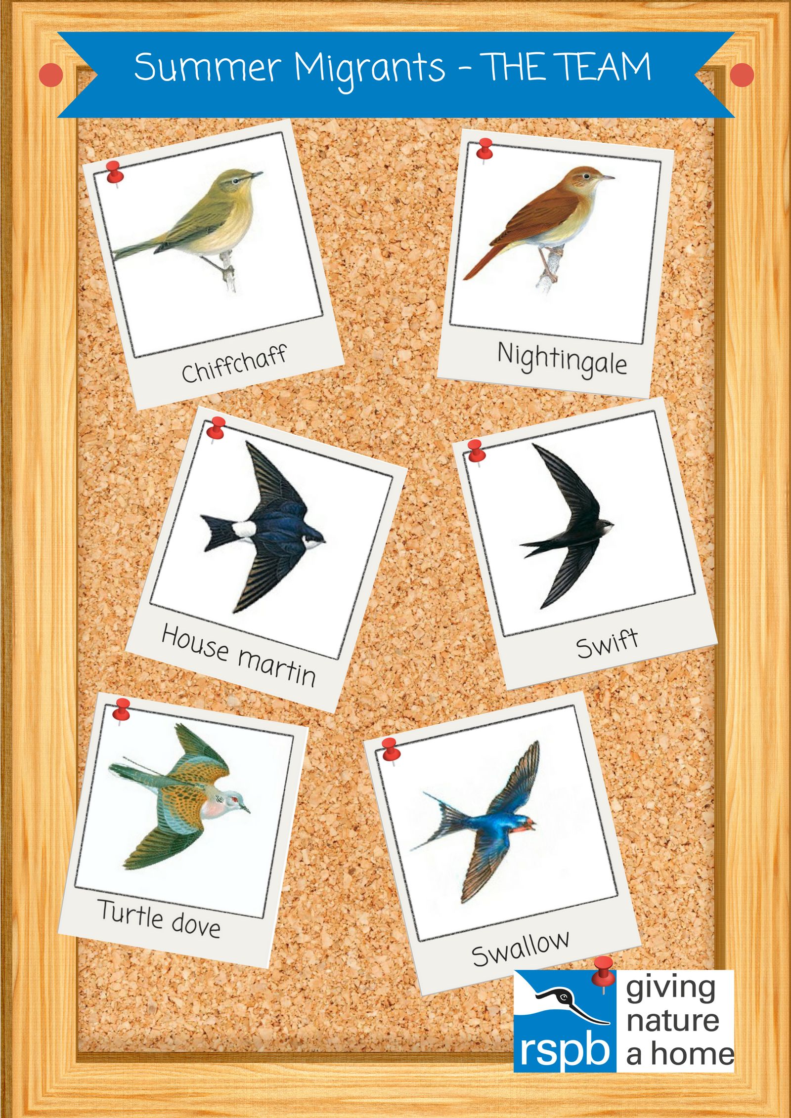 Garden birds what to look out for this summer and how to encourage them back Real Homes