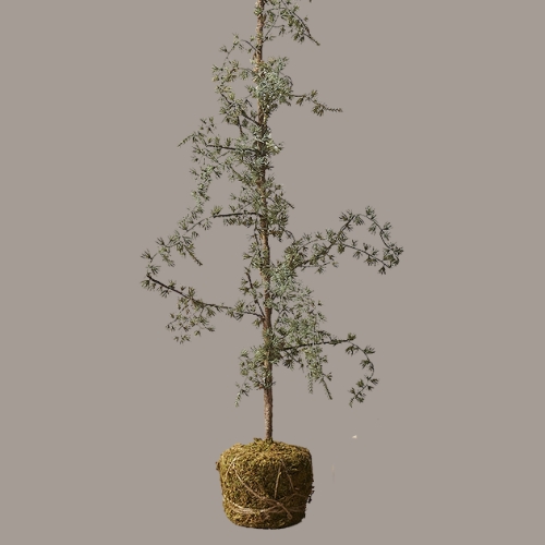 Abigail Ahern, Artificial Cane Tree