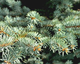 close up of Colorado blue spruce tree branches