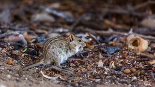 African striped mice (Rhabdomys pumilio) have light and dark stripes running along their furry bodies.