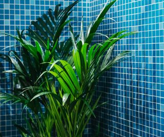 A palm houseplant against blue shower tile