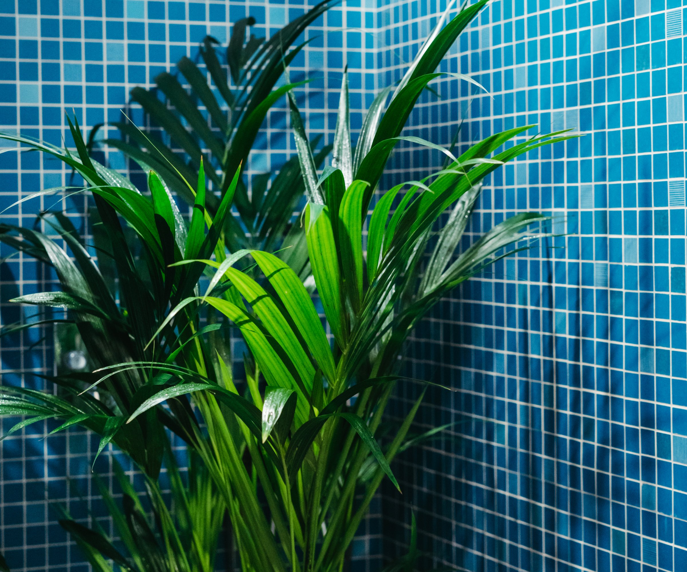 A palm houseplant against blue shower tile