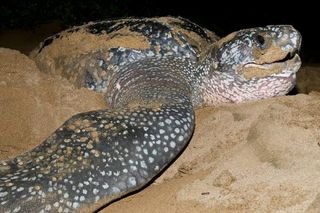 cocos-island-leatherback-turtle-110304