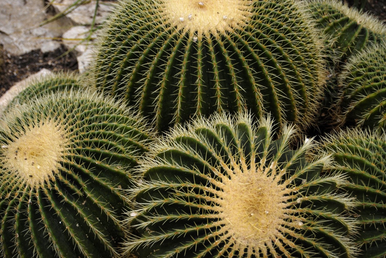 Golden Barrel Cactus Plant Care Guide