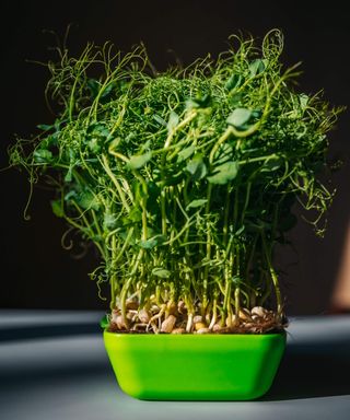 Microgreen peas growing in a green tray
