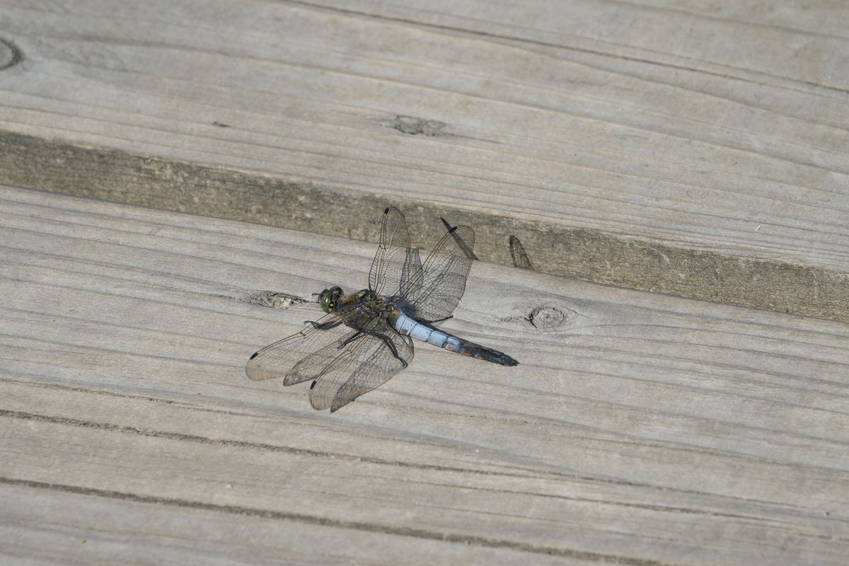 Sony RX10 V bridge camera sample gallery, a closeup of a dragonfly on a wooden boardwalk in a nature reserve