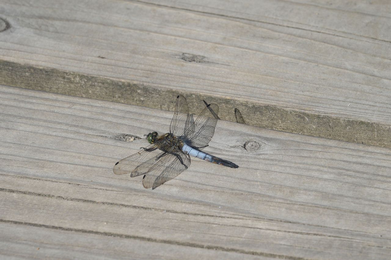 Sony RX10 V bridge camera sample gallery, a closeup of a dragonfly on a wooden boardwalk in a nature reserve