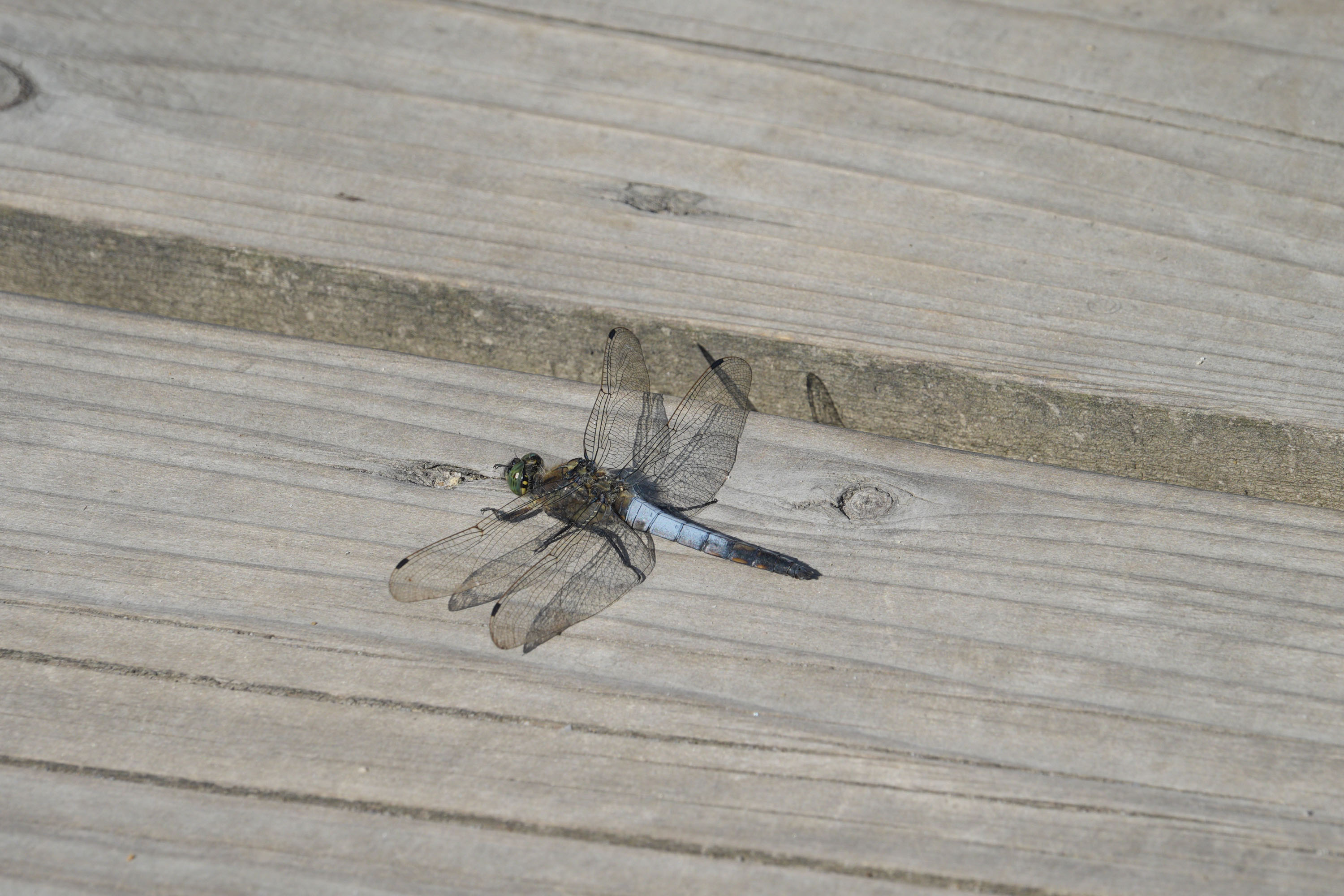 Sony RX10 V bridge camera sample gallery, a closeup of a dragonfly on a wooden boardwalk in a nature reserve