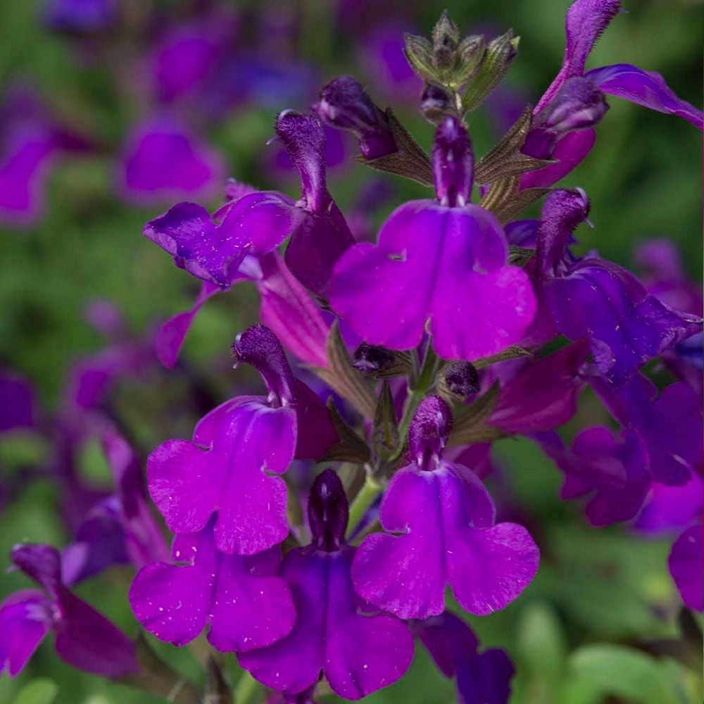 Salvia Greggii Mirage Deep Purple ('balmirdepur') (pbr) (mirage Series)
