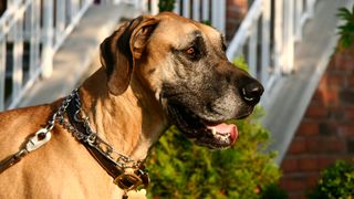 Side profile of Great Dane outside