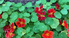 Nasturium Flowers