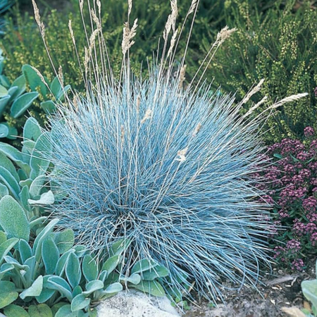 1 Pot Has 2 Plants Blue Fescue Grass Plants Live for Planting, Blue Festuca Glauca Plants for Outdoor Garden in 4 Inch Pot