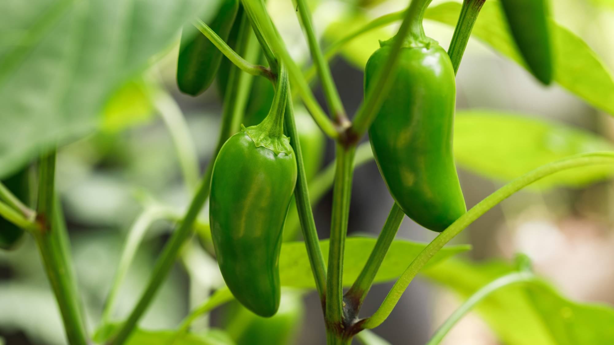 Jalapeno peppers grow on pepper plant