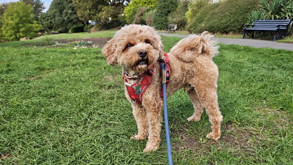 A mid-shot of a brown dog on some grass shot on the Poco F9 Ultra smartphone