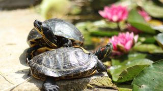 Pet turtle