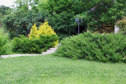 Evergreen Shrub Garden