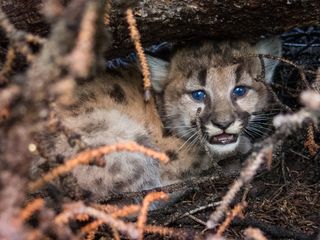 A cougar kitten photographed in Wyoming. 