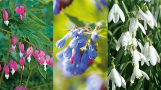 a collage image of flowering plants including dicentra, Pulmonaria and snowdrops
