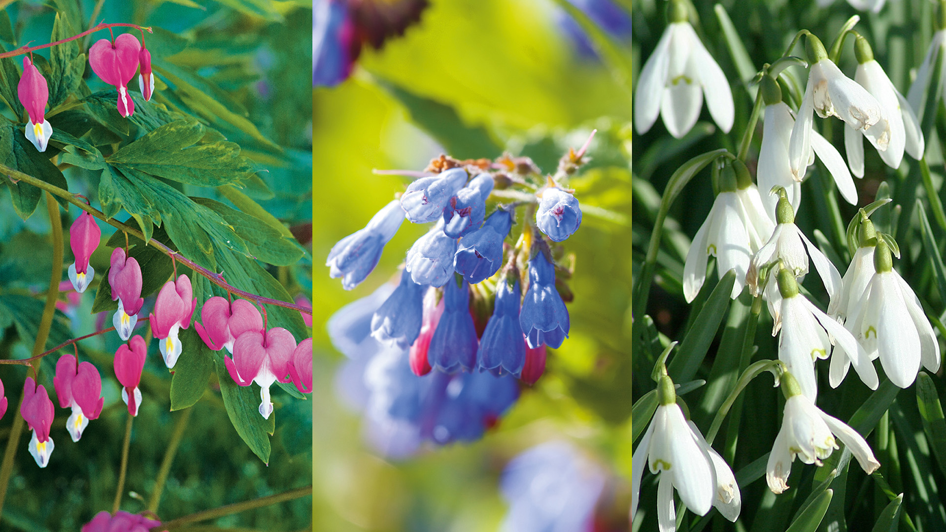 flowering plants dicentra, Pulmonaria and snowdrops