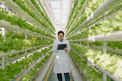 agricultural scientist inspecting soilless vegetable greenhouses