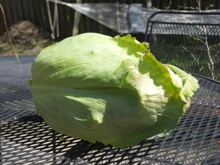 nappa cabbage